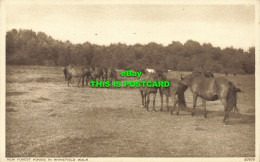 R586609 New Forest Ponies In Rhinefield Walk. Photochrom - Monde