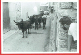 Les Terres De Sommières - Enciero - Rue Du Boulanger - Vachette Taureau Encierro Feria Corrida - Autres & Non Classés