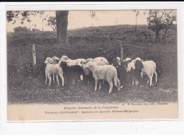 Bergerie Nationale De La Pommeraie, Troupeau Expérimental, Agneaux Et Agnelles Mérinos-Malgaches - Très Bon état - Sonstige & Ohne Zuordnung