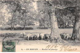 En Morvan - Moutons Au Pâturage - Très Bon état - Autres & Non Classés