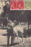 Angola - MOÇÂMEDES - A Tamed Antelope - Publ. Julio Rogado Leotao Lda  - Angola