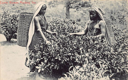Sri Lanka - Coolie Women Plucking Tea - SEE SCANS FOR CONDITION - Publ. Plâté & Co. 75 - Sri Lanka (Ceylon)