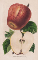 Pomme Belle-fleur-Dachy - Pomme Apfel Apple Apples Äpfel / Obst Fruit / Pomologie Pomology / Pflanze Planzen - Stiche & Gravuren