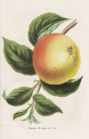 Pomme-Orange De Cox - Pomme Apfel Apple Apples Äpfel / Obst Fruit / Pomologie Pomology / Pflanze Planzen Plan - Prenten & Gravure