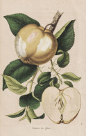 Pomme De Glace - Pomme Apfel Apple Apples Äpfel / Obst Fruit / Pomologie Pomology / Pflanze Planzen Plant Pla - Stiche & Gravuren