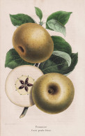 Pommier Court Pendu Blanc - Pomme Apfel Apple Apples Äpfel / Obst Fruit / Pomologie Pomology / Pflanze Planze - Stiche & Gravuren