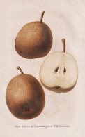 Poire Delices De Troyennes, Gain De Mr. De Courcelles - Poire Birne Pear Birnbaum Birnen / Obst Fruit / Pomolo - Prenten & Gravure