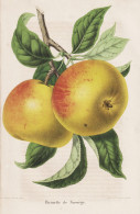 Reinette De Norwege - Pomme Apfel Apple Apples Äpfel / Obst Fruit / Pomologie Pomology / Pflanze Planzen Plan - Prenten & Gravure