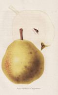 Poire Duchess D'Angouleme - Poire Birne Pear Birnbaum Birnen / Obst Fruit / Pomologie Pomology / Pflanze Planz - Stiche & Gravuren