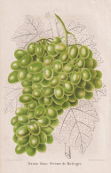 Raisin Blance Precoce De Malingre - Wein Wine Grapes Weintrauben Trauben / Obst Fruit / Pomologie Pomology / P - Prenten & Gravure