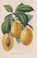 Prunier Goutte D'or De Coe - Prunus Pflaume Plum Pflaumen Plums / Obst Fruit / Pomologie Pomology / Pflanze Pl - Estampes & Gravures