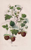 Rubus Biflorus - Framboisier Himbeere Raspberry Rubus Idaeus Himbeeren Beere Berry / Obst Fruit / Pomologie Po - Prenten & Gravure