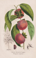 Prunier-Dattier De Virginie - Diospyros Virginiana - Prunus Pflaume Plum Pflaumen Plums / Obst Fruit / Pomolog - Stiche & Gravuren