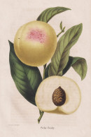 Peche Brahy - Pêche Pfirsich Peach Peaches Nectarines / Obst Fruit / Pomologie Pomology / Pflanze Planzen Pla - Prints & Engravings