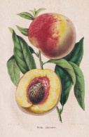 Peche Abricotee - Pêche Pfirsich Peach Peaches Nectarines / Obst Fruit / Pomologie Pomology / Pflanze Planzen - Prenten & Gravure