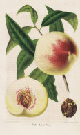 Peche Baron Peers - Pêche Pfirsich Peach Peaches Nectarines / Obst Fruit / Pomologie Pomology / Pflanze Planz - Stiche & Gravuren
