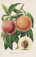 Peche (plein-vent) De Mr. Le Dr. Krans - Pêche Pfirsich Peach Peaches Nectarines / Obst Fruit / Pomologie Pom - Stiche & Gravuren