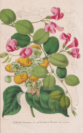 Orobus Formosus - Calceolaria Flexuosa - Peru / Flower Blume Flowers Blumen / Pflanze Planzen Plant Plants / B - Estampes & Gravures