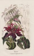 Monarda - Contorta - Amplexicaulis - Indianernessel / Flower Blume Flowers Blumen / Pflanze Planzen Plant Plan - Stiche & Gravuren