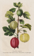 Groseiller Eqineux - Gooseberry Stachelbeere Beere Berry / Obst Fruit / Pflanze Planzen Plant Plants / Botanic - Stiche & Gravuren