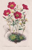 Linum Grandiflora - Stylidium Saxifragoides - Linum Grandiflorum Rote Lein Prachtlein / Africa Afrika / Austra - Estampes & Gravures