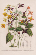 Epimedium Rubrun - Epimedium Versicolor - Epimedium Pinnatum - Red Barrenwort / Flower Blume Flowers Blumen / - Estampes & Gravures