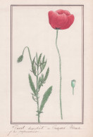 Pavot Coquelicot / Papaver Rhoeas - Klatschmohn / Botanik Botany / Blume Flower / Pflanze Plant - Prints & Engravings
