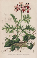 Epigaea Repens - Geranium Quinquevulnerum - Geranie Pelargonie Mayflower / Flower Blume Flowers Blumen / Pflan - Estampes & Gravures