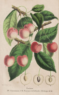 Cerises - Lauermann - Princesse De Hollande - Guigne De Fer - Kirschen Cherry Cherries / Obst Fruit / Pomologi - Stiche & Gravuren