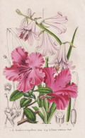 Azalea Crispiflora Hook - Lilium Roseum. Wall. - Rhododendron Rhododendren China / Lilie Lily / Flower Blume F - Prenten & Gravure
