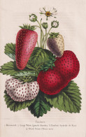 Fraises - Mammouth - Large White - ... - Erdbeere Erdbeeren Strawberry Strawberries / Beere Berry / Obst Fruit - Prenten & Gravure