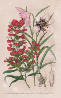 Castilleja Lithospermoides - Fritillaria Oxypetala - Mexico Mexiko / Orchid Orchidee / India Indien / Lily Lil - Prenten & Gravure