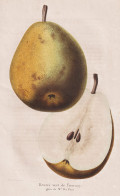 Beurre Vert De Tournay - Poire Birne Pear Birnbaum Birnen / Obst Fruit / Pomologie Pomology / Pflanze Planzen - Stiche & Gravuren