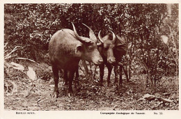 Cameroun - Buffles Roux - Ed. Compagnie Zoologique De Yaoundé 55 - Kameroen