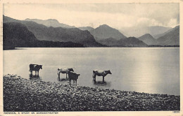 England - KESWICK A Study On Derwentwater - Other & Unclassified