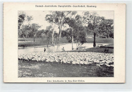 Australia - New South Wales - A Flock Of Sheep - Publ. Deutsch-Australische Dampfschiffs-Gesellschaft, Hamburg (German-A - Sonstige & Ohne Zuordnung