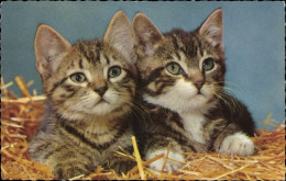 CPA Zwei Junge Katzen, Kätzchen, Tierportrait - Autres & Non Classés