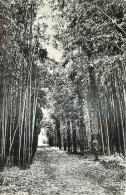 30 DOMAINE DE PRAFRANCE Palmiers Et Bambous  - Anduze