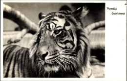 CPA Tiger, Portrait, Glückwunsch - Autres & Non Classés
