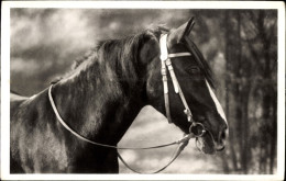 CPA Pferd, Tier-Portrait - Autres & Non Classés