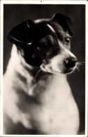 CPA Junger Hund, Tierportrait - Autres & Non Classés