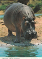 Un Hippopotame - Flusspferde