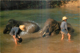 THAILANDE ELEPHANTS  - Thaïlande