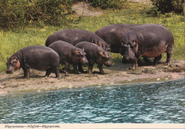Des Hippopotames - Hipopótamos