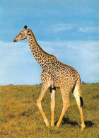 Une Girafe - Jirafas