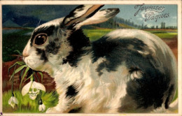 Gaufré Lithographie Glückwunsch Ostern, Schwarz Weißer Hase - Pascua