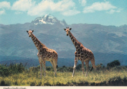 Des Girafes - Giraffen