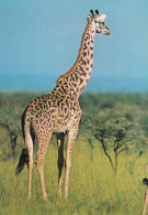 Girafe Du Kenya - Giraffen