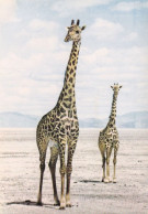 Faune Africaine Des Girafes - Giraffes