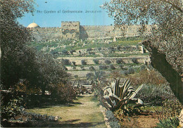 JERUSALEM THE GARDEN OF GETHSEMANE  - Israel